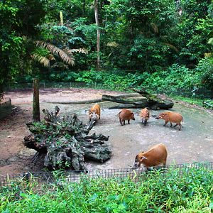 Night Safari in the day - Red River Hog exhibit