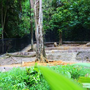 Night Safari in the day - Babirusa exhibit