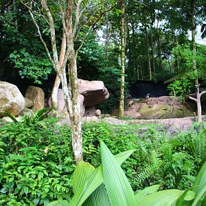 Night Safari in the day - Spotted Hyena exhibit