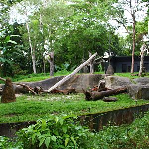 Night Safari in the day - Sloth Bear exhibit