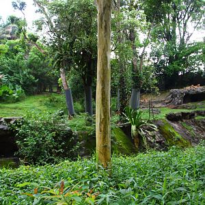 Night Safari in the day - Asian Lion exhibit