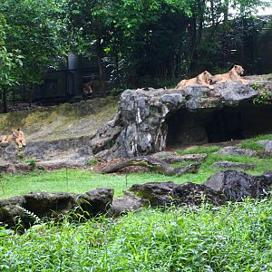 Night Safari in the day - Asian Lion exhibit