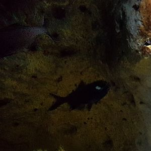 Splitfin flashing fish - Anomalops katoptron