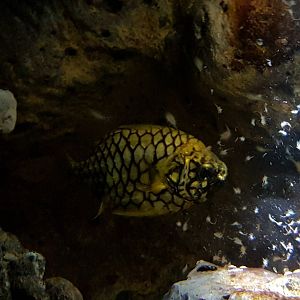 Pineapple fish - Monocentris species