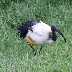Sacred ibis
