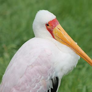 Yellow-billed stork