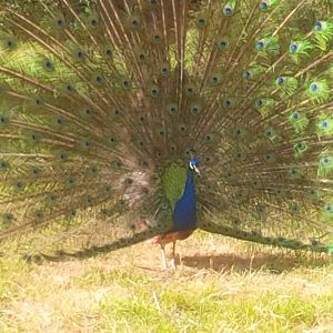 Sale Botanic Gardens