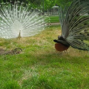 Sale Botanic Gardens