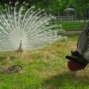 Sale Botanic Gardens