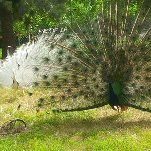 Sale Botanic Gardens