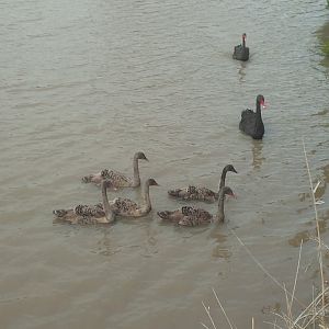 Sale Botanic Gardens