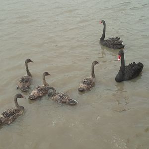 Sale Botanic Gardens