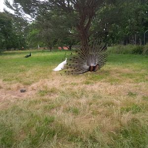 Sale Botanic Gardens