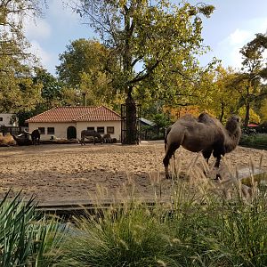 Domestic animal field