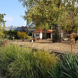 Domistic animal field