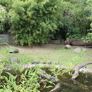 Giant Tortoise - Slider enclosure