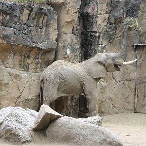 African elephant