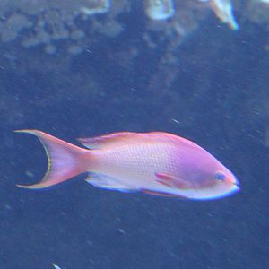 Anthias species