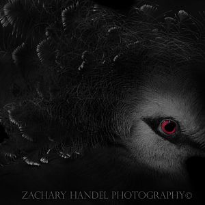 Nov. 2016 - Wings of the World - Victoria Crowned Pigeon