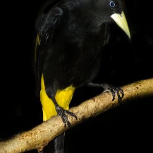 Nov. 2016 - Wings of the World - Yellow-rumped Cacique