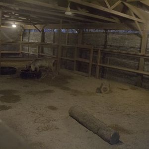 Festival of Lights 2016 - Caribou Exhibit (Temporary)