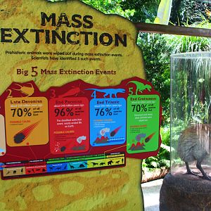 Zoorassic park - Interpretives on Extinction