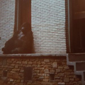 Eastern lowland gorilla