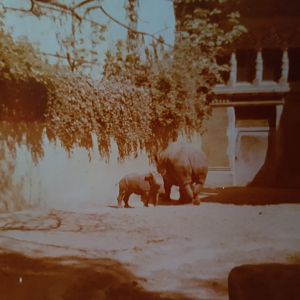 Southern white rhino with calf