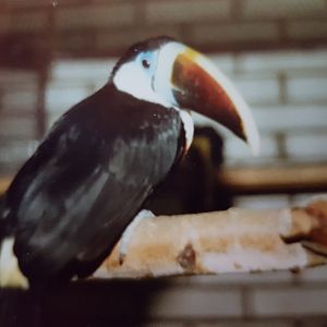 Red-billed toucan