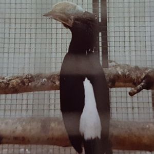 Silvery-cheeked hornbill