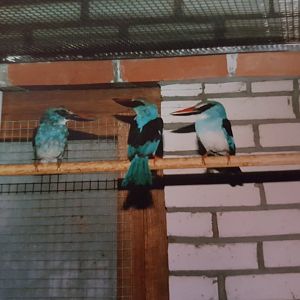 Blue-breasted kingfishers