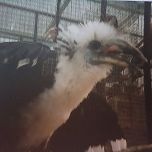 White-crowned hornbill