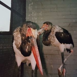 Sattle-billed storks