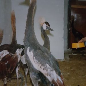 Young Crowned cranes