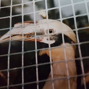 Tarictic hornbill