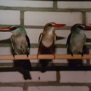 Blue-breasted and Grey-headed kingfishers