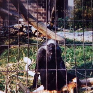 Western black and white colobus