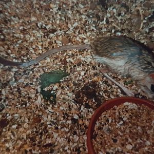 Greater Egyptian jerboa - Jaculus orientalis