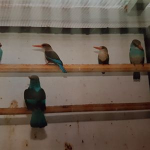 African Kingfisher-species