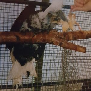 Feeding a White-crowned hornbill
