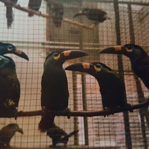 Plate-billed mountain toucans