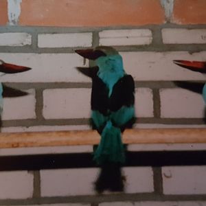 Blue-breasted kingfishers