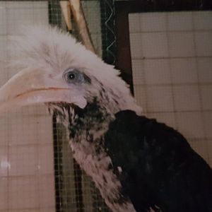 White-crowned hornbill