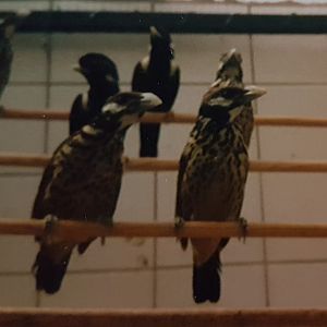 White-eared catbirds and Sulawesi mynas