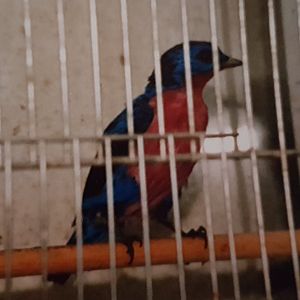 Purple-breasted cotinga