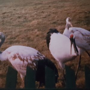 Red-crowned crane with young
