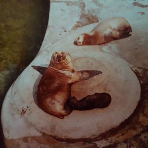 Californian Sealions