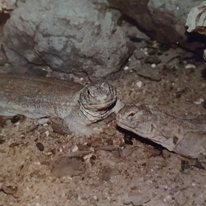 Uromastrix hardwicki