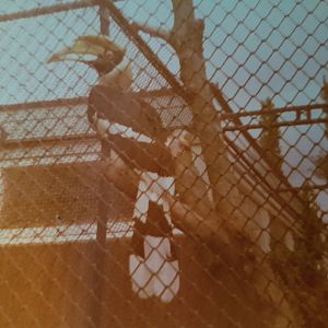 Great Indian hornbill