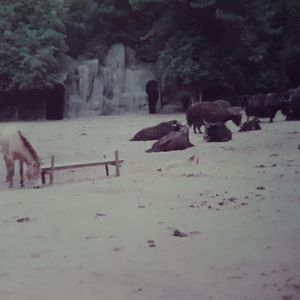 Przewalski horse and Yaks